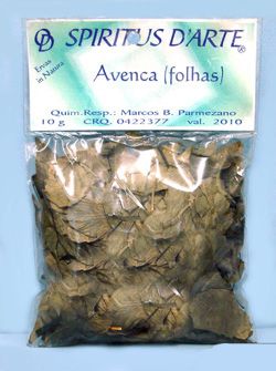 Avenca ( erva pct )